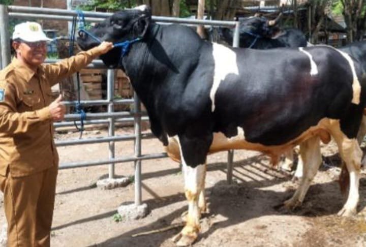 Sapi 940 Kg Sumbawa Dipilih jadi Kurban Presiden