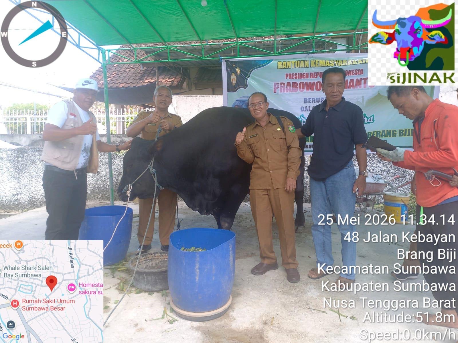 Sapi Kurban Presiden Tiba di Sumbawa