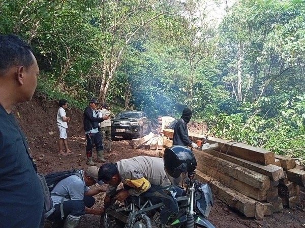 LATS Dukung Penindakan Tegas Ilegal Logging