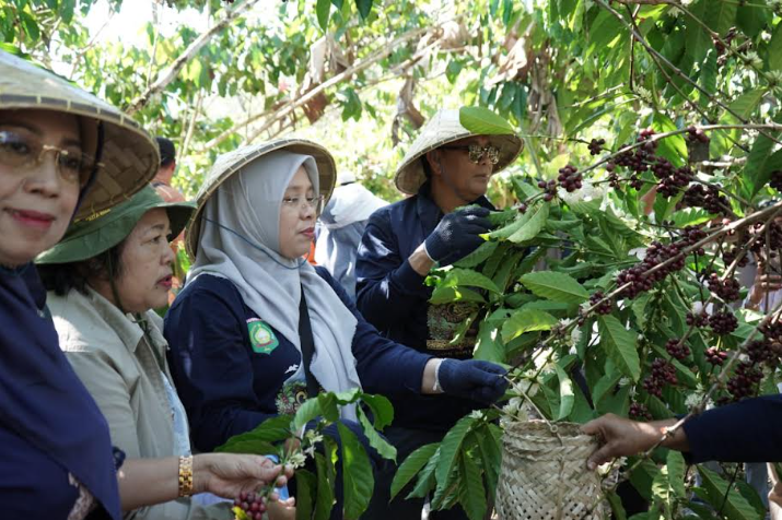  Bupati Sumbawa Targetkan Kopi Tepal Mendunia