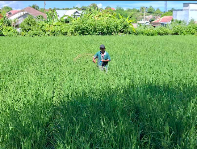  NTP NTB Tetap Tinggi, Kondisi Petani Dinilai Aman