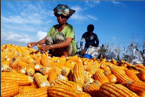 KSB Siapkan Rp630 Juta untuk Lindungi Petani Jagung