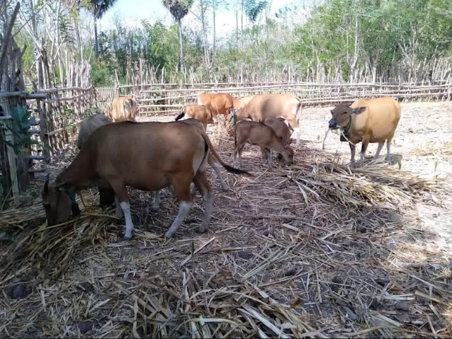 Kandang Kolektif jadi Benteng Cegah Pencurian Ternak