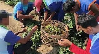 Lapas Sumbawa Panen Edamame Hasil Budidaya